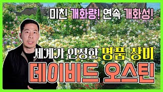 찾았다 인생장미 ❤ 데이비드오스틴이 명품장미라고 불리는 이유! 품종설명까지 ?! #정원수 #조경수 #장미 #…