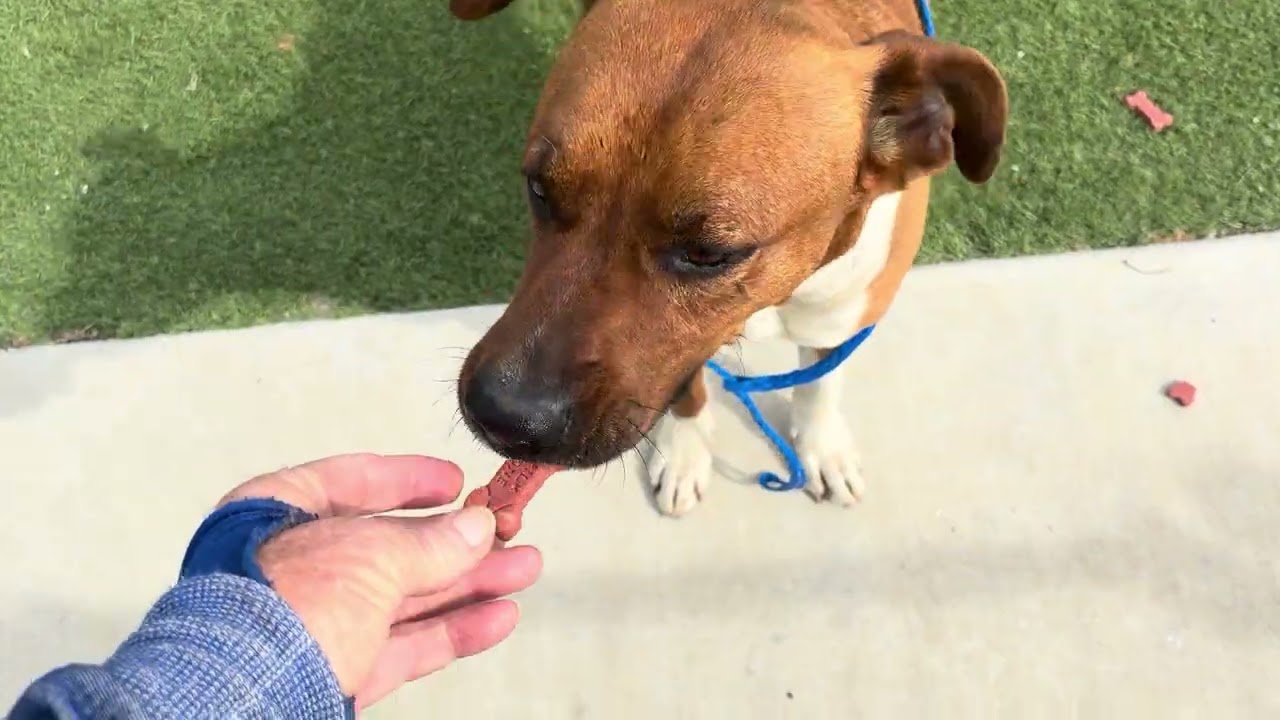 Enlarge PALMER (APRIL 16, 2026), a ADOPTABLE Rhodesian Ridgeback in Wasco, CA video 3/3
