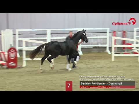 07 Hengst v. Benicio - Rohdiamant - Donnerhall