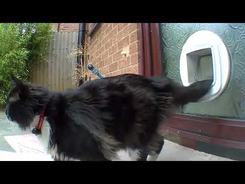 Cats on pawtrol 🐈‍⬛🐾🐈 - Mr. Darcy, tuxedo cat feat. Heri 🦔, Grigio 🐈and Chonk 🐈‍⬛