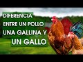 Difference Between A Chicken A Hen And A Rooster