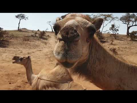 Der Unterschied zwischen Kamel und Dromedar
