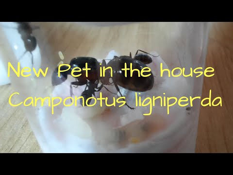 Mravec drevokaz (Camponotus ligniperda) — video o chove a starostlivosti