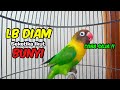 Lovebird Ngekek Panjang FIGHTER Di Pancing Suaranya Lovebird Semula DIAM Langsung NYAUT Seketika