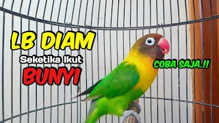 Download lagu Lovebird Ngekek Panjang FIGHTER, Di Pancing Suaranya Lovebird Semula DIAM Langsung NYAUT Seketika mp3 Download lagu Lovebird Ngekek Panjang FIGHTER, Di Pancing Suaranya Lovebird Semula DIAM Langsung NYAUT Seketika mp3