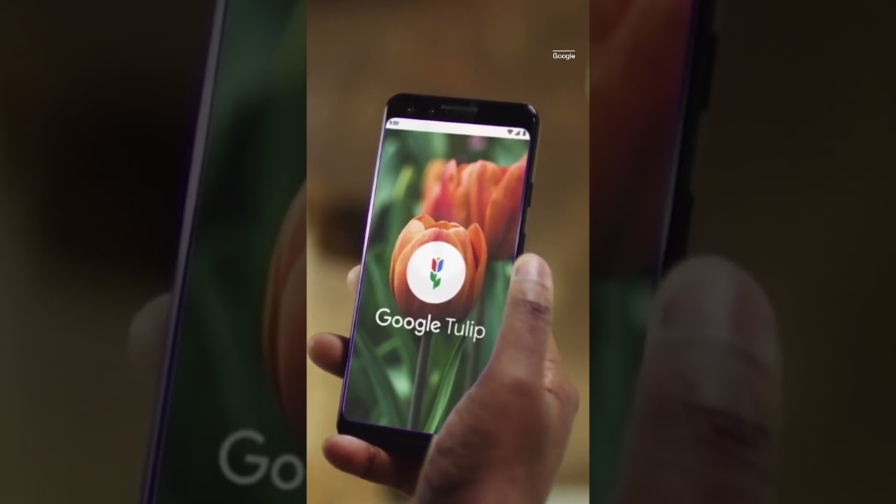S-Airbag vs Google Tulip: Which One is Real or Fake!? #shorts