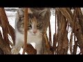 Cat Meow On The Tree
