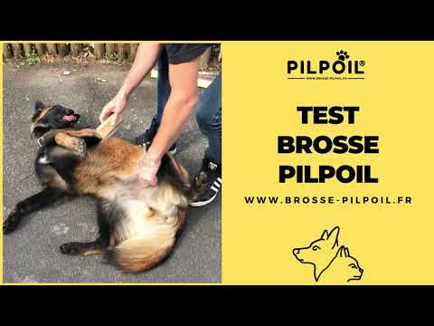Vidéo client chien poils longs 4