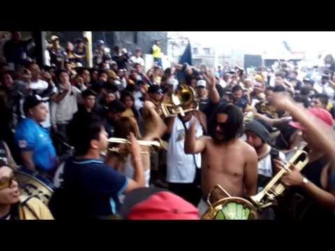 "Dale Azul y oro Pumas Rebel UNAM" Barra: La Rebel &bull; Club: Pumas