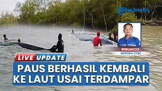 Paus Besar Berukuran 10 Meter Berhasil Kembali ke Laut, Sempat Terdampar di Sungai OKI