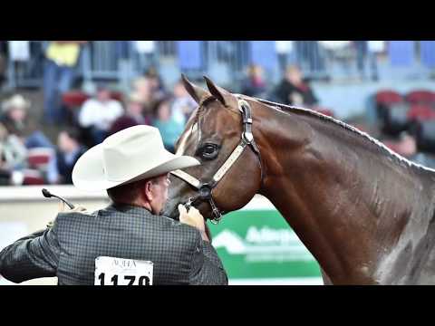 2017 AQHA 3-Year-Old Stallions