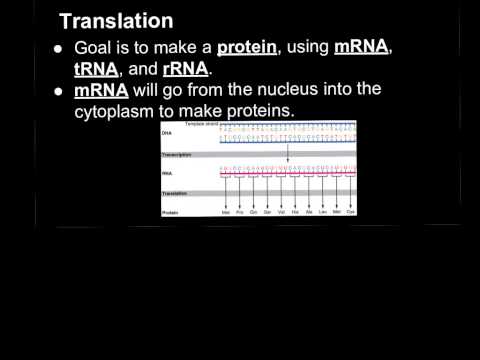 NGSS* HS-LS1-1(Part B)