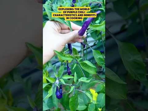 Exploring the World of Purple Chili: Characteristics and Benefits in Cooking #shorts #purplechili