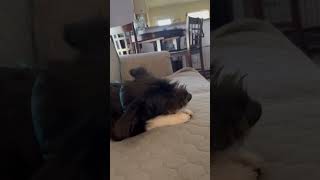 Video preview image #1 Mutt Puppy For Sale in Boonton, NJ, USA