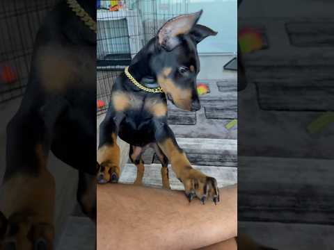 It’s a struggle to put socks on when Simba’s around. It’s like he wants me to go barefoot 🦶🏼😌🐶