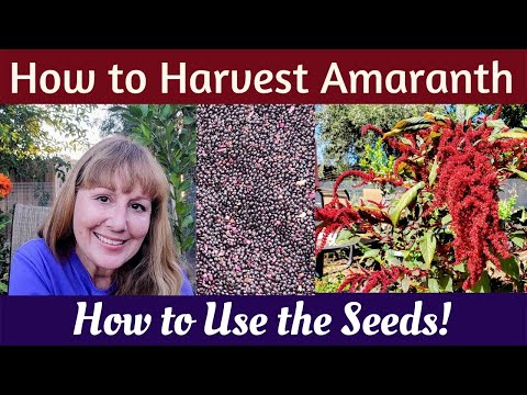 Harvest & Winnow Amaranth Seeds - So Many Great Uses!