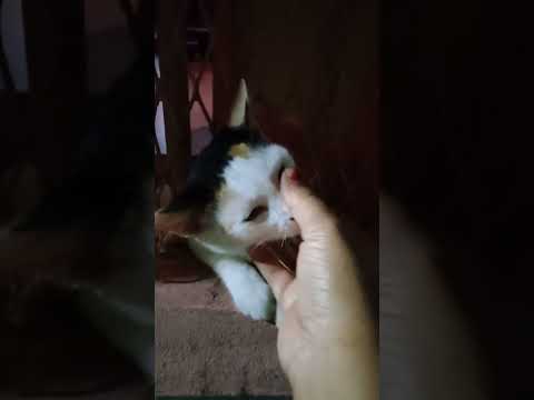 #cat #Miu Miu Cats#bristi dekhlei romantic hoye jai