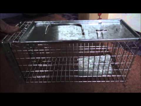 Big cheese Rat cage trap