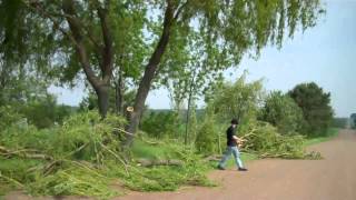 Weeping Willow ,16 years old cut down