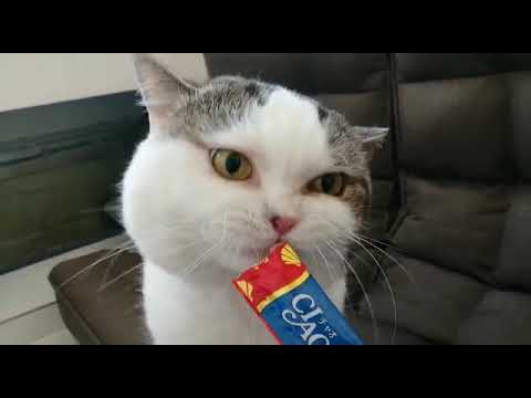 Ng Yee Man-CIAO 日本第一銷量貓小食 超級貓模短片大賽