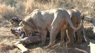 preview picture of video 'LIons feasting on a Giraffe Kill (South Africa, Madikwe Game Reserve, The Bush House, 2006)'