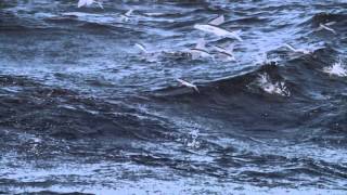 Amazing Flying Fish SUPER SLOW MOTION   YouTube