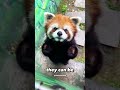 he looked even cuter when he's angry 😄| #red #panda #animals #cute #satisfying #funny #viral #reels