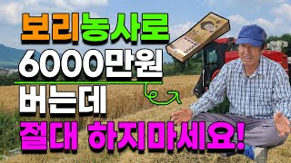 보리농사로 6000만원 버는데 절대 하면 안되는 이유 보리수익 보리재배 보리쌀 010-3215-6365