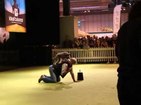 Dima Yeremenko Superdogs Live NEC 2014 Talented dog.