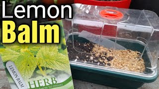 How to Grow Lemon Balm | Gardening for Beginners