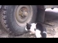 Incredible Sniffing Cat Catches Hidden Mouse