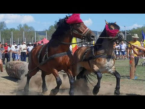 Cai de tracțiune locul 1 la dublu cu caii lui Daniel și Doru de la Voitinel la Satu Mare 2022