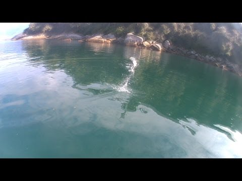 Ubaranas em angra dos Reis