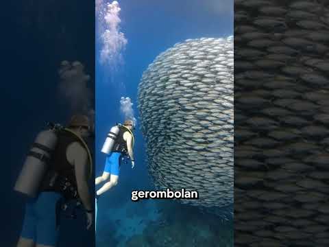 Satu Lompatan Bisa Berujung Petaka