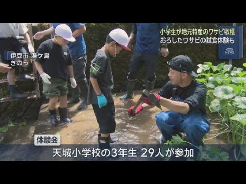 YouTube Video 小学生が地元特産のワサビの収穫体験　バニラアイスにのせたら「ピリッとして、めちゃうまい」　静岡・伊豆市
