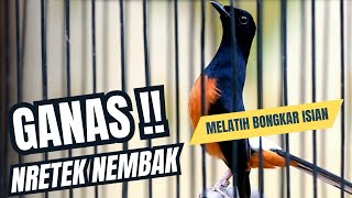Download lagu MURAI BATU GACOR FULL ISIAN TEMBAKAN KASAR KRETEKAN GANAS AMPUH UNTUK MEMANCING EMOSI MURAI BATU mp3 Download lagu MURAI BATU GACOR FULL ISIAN TEMBAKAN KASAR KRETEKAN GANAS AMPUH UNTUK MEMANCING EMOSI MURAI BATU mp3