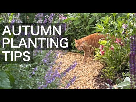 Top Perennials to Plant This Fall For AMAZING Spring Blooms!