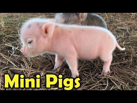 , title : 'Cute Mini Pigs as Pets - 9 Cutest Facts about Teacup pigs for Kids!'