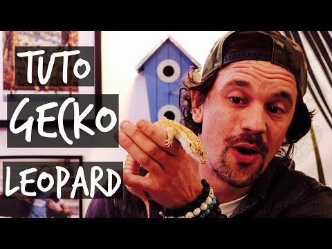TUTO GECKO LEOPARD !! - TOOPET