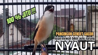 Download lagu burung cendet gacor JUARA FULL ISIAN AMPUH PANCINGAN CENDET AGAR BUNYI bikin BURUNG PENTET GACOR mp3