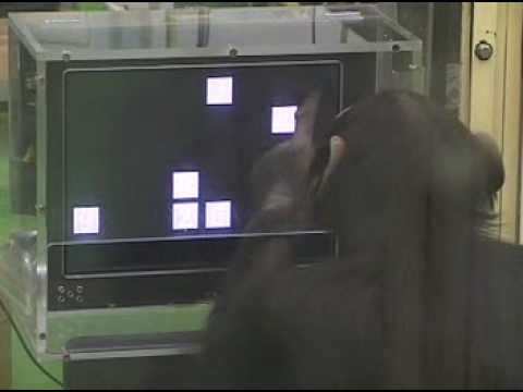 猩猩 玩游戲 比人強