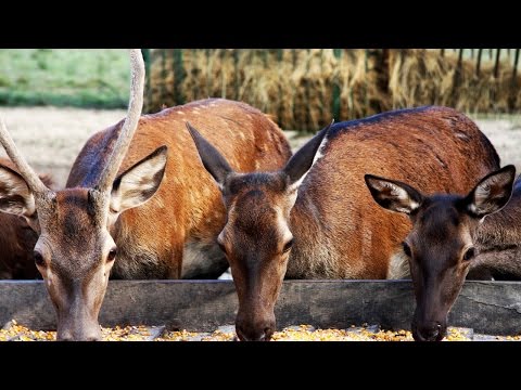 Moslavačka priča - Zimski doručak u šumi
