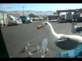 Feeding Seagulls On The Hood Of My Truck