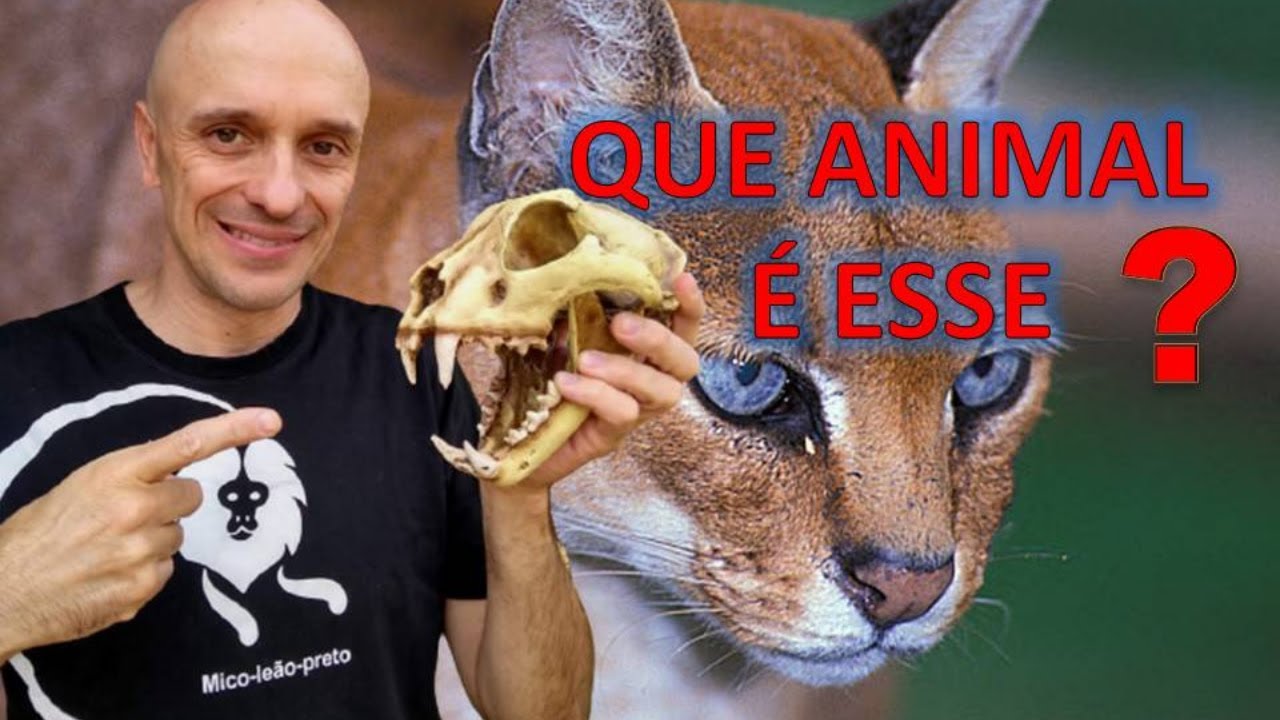 GATO-DOURADO-AFRICANO! UM FELINO RARO E MUITO DIFÍCIL DE SER VISTO!