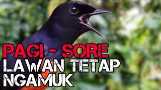 Download lagu PAGI - SORE LAWAN TETAP NGAMUK DENGAN SUARA PANCINGAN MURAI BATU GACOR NGEPLONG INI mp3