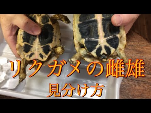 水ガメと陸ガメの違い