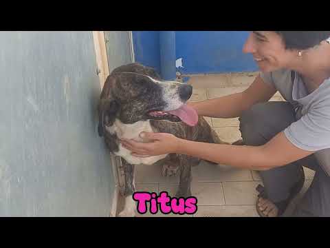 Lucky Dogs Montemor