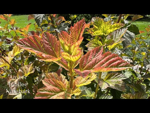 Ninebark: Beautiful Leaf Colors as a Result of Spring Pruning