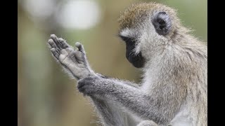 Opposable Thumbs