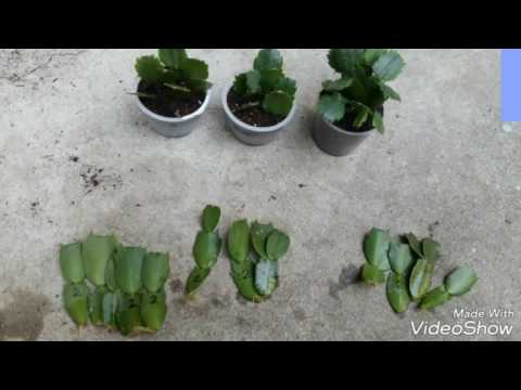 クリスマスサボテンを水で切るとシュルンベルジェラが増えます